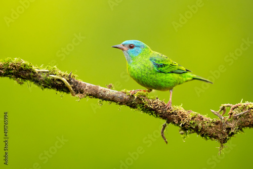 The blue dacnis or turquoise honeycreeper (Dacnis cayana) is a small passerine bird. This member of the tanager family is found from Nicaragua to Panama © Milan