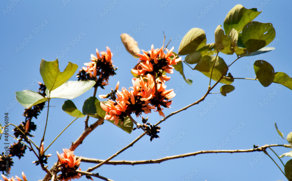 Flower of Butea monosperma or Butea frondosa or Thong-kwaw is beautyful orange flowers blooming in Thailand, blurred background Flower of Butea monosperma or Butea frondosa or Thong-kwaw is beautyful orange flowers blooming in Thailand, blurred background
