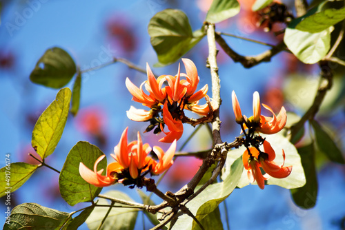 Flower of Butea monosperma or Butea frondosa or Thong-kwaw is beautyful orange flowers blooming in Thailand, blurred background