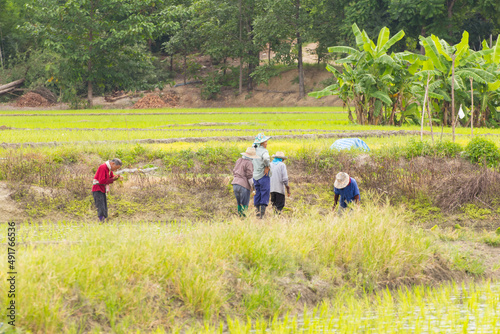 Thai farmer in rice field