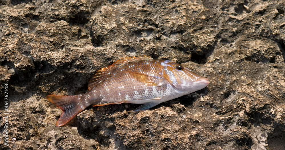 spangled emperor fish on the rocks lethrinus nebulosus fish spangled emperor fish on the rocks lethrinus nebulosus fish