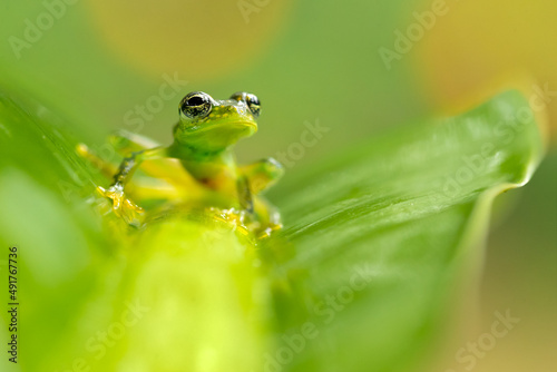 Sachatamia albomaculata is a species of frog in the family Centrolenidae. It is found in Honduras, Costa Rica, Panama