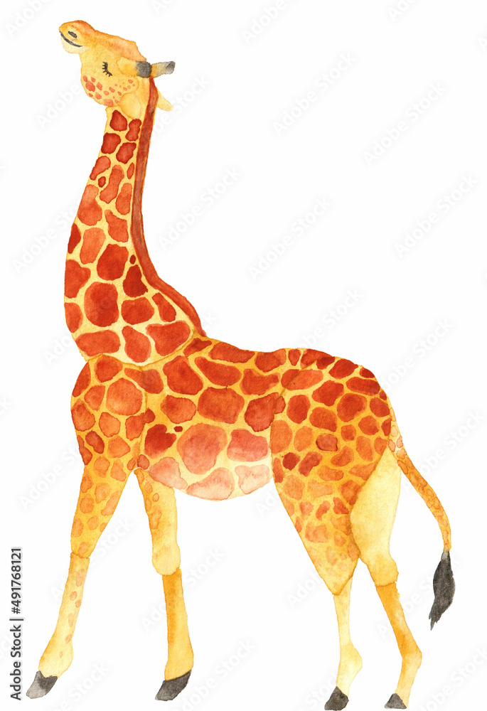 Obraz premium 上を向くキリン