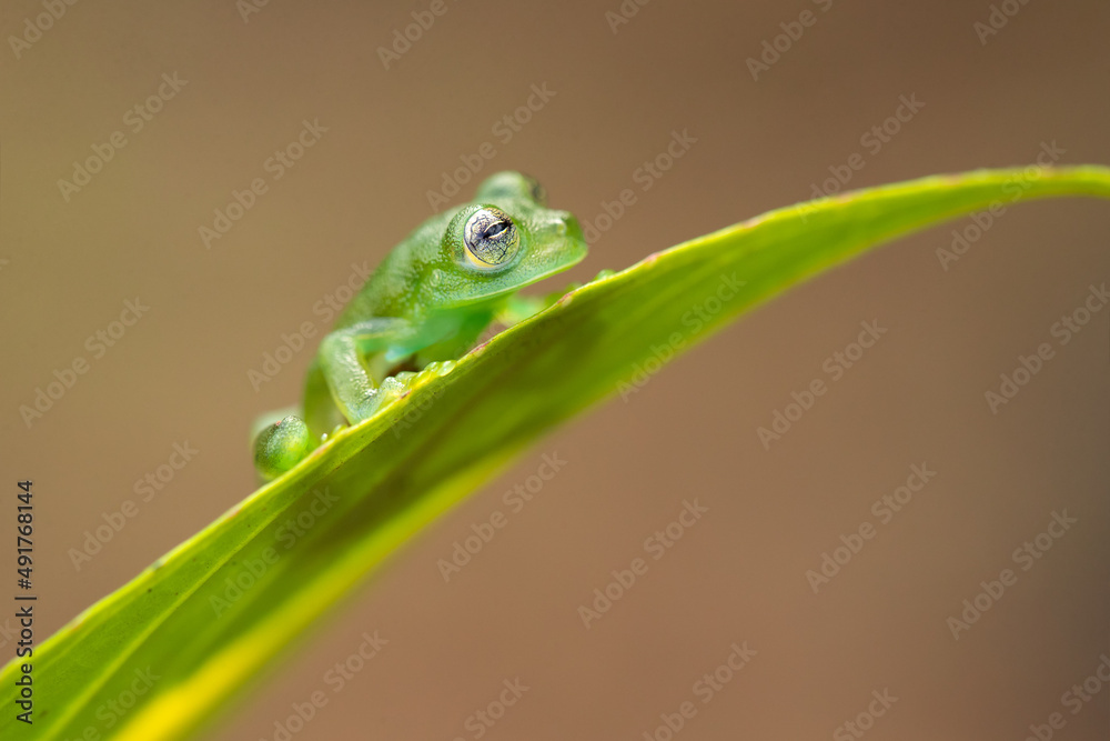 Centrolene prosoblepon is a species of frog in the family Centrolenidae, commonly known as the emerald glass frog or Nicaragua giant glass frog. Centrolene prosoblepon is a species of frog in the family Centrolenidae, commonly known as the emerald glass frog or Nicaragua giant glass frog.