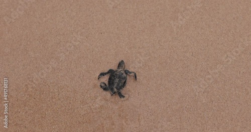 Newborn turtle first steps - 4k 120fps photo