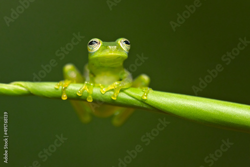 Fototapeta Centrolene prosoblepon is a species of frog in the family Centrolenidae, commonly known as the emerald glass frog or Nicaragua giant glass frog