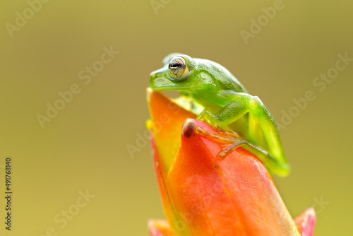 Centrolene prosoblepon is a species of frog in the family Centrolenidae, commonly known as the emerald glass frog or Nicaragua giant glass frog.