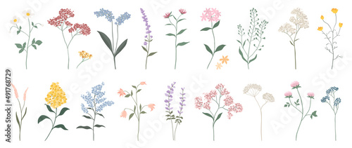 Collection of floral and botanical elements. Set of leaf, foliage wildflowers, plants, bloom, leaves and herb. Hand drawn of blossom spring season vectors for decor, website, graphic and shop. photo