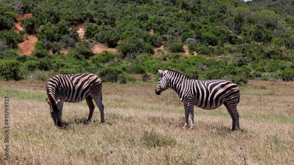 Two zebras standing in meadow on windy and sunny day. One is grazing on grass. Safari park, South Africa Two zebras standing in meadow on windy and sunny day. One is grazing on grass. Safari park, South Africa