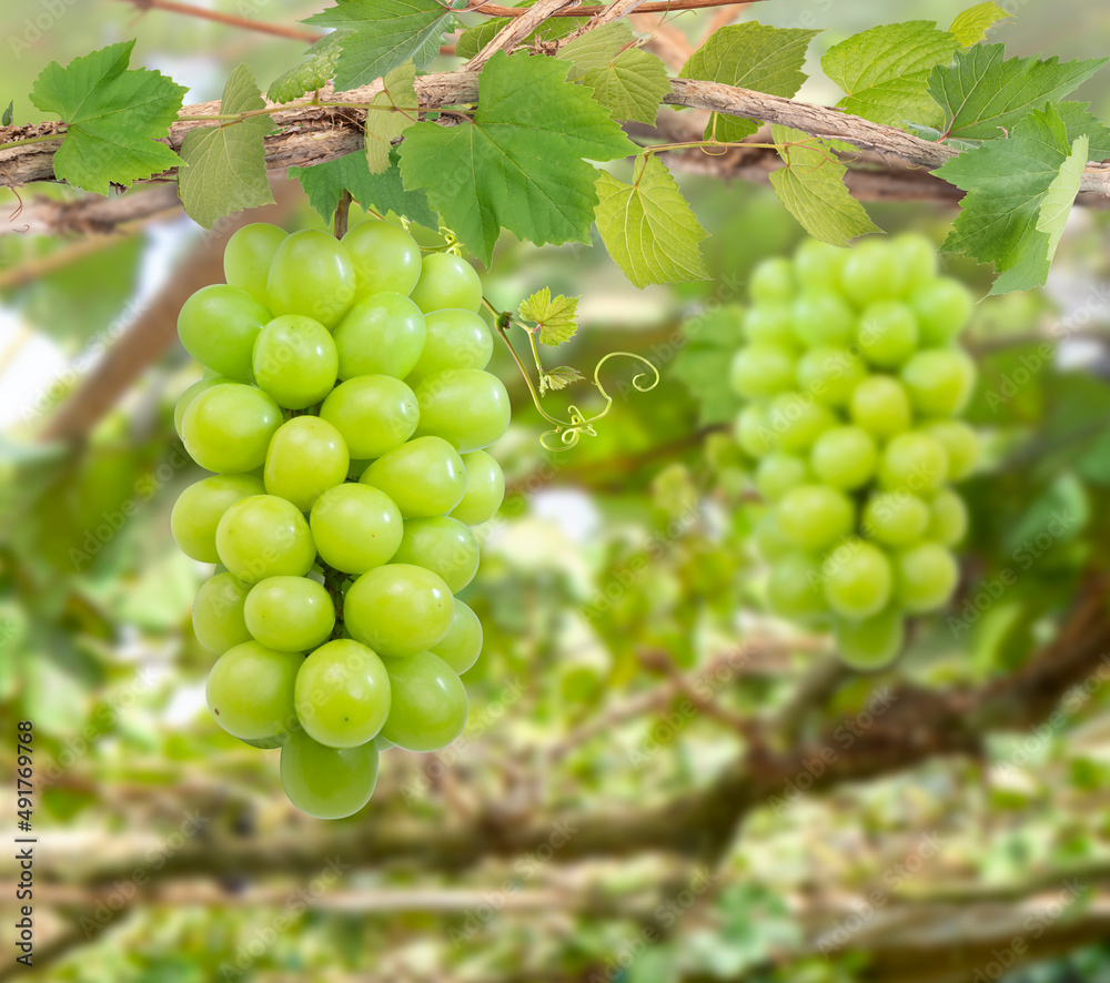 Bunch of Sweet grape on a branch over green natural garden Blur background, Gree Grape with leaves in blur background. Bunch of Sweet grape on a branch over green natural garden Blur background, Gree Grape with leaves in blur background.