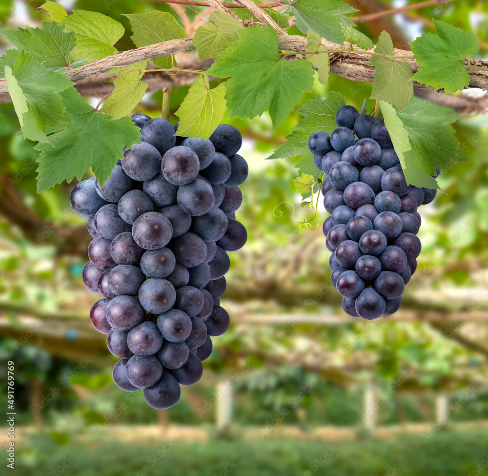 Bunch of Black Wine grape on a branch over green natural garden Blur background, Kyoho Grape with leaves in blur background.	

