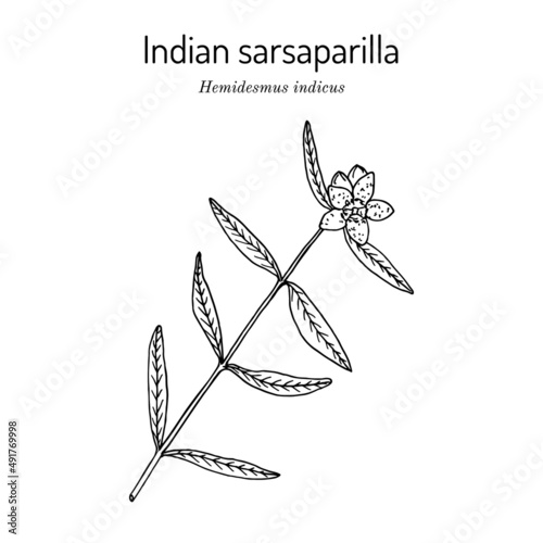 Indian sarsaparilla Hemidesmus indicus , medicinal plant