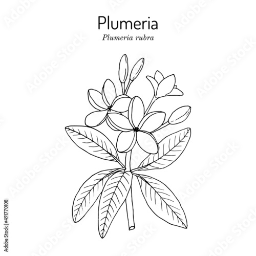 Plumeria, or frangipani Plumeria rubra , medicinal plant. photo