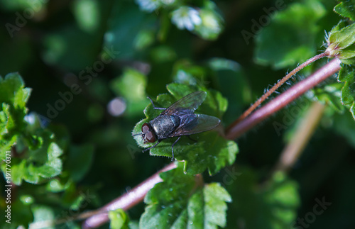 A large black fly on a plant leaf