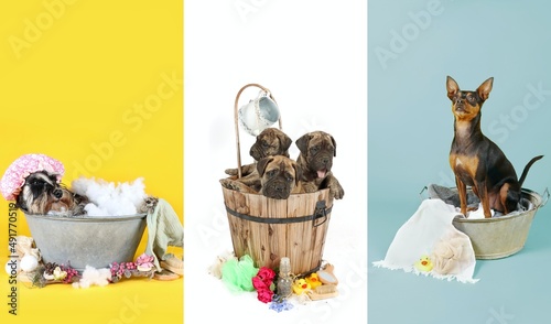panoramic banner with different dogs taking a bath © eds30129
