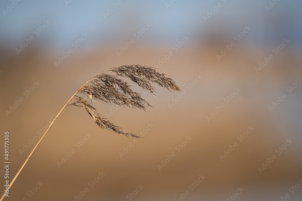 Obraz premium Reeds bend in the winter wind
