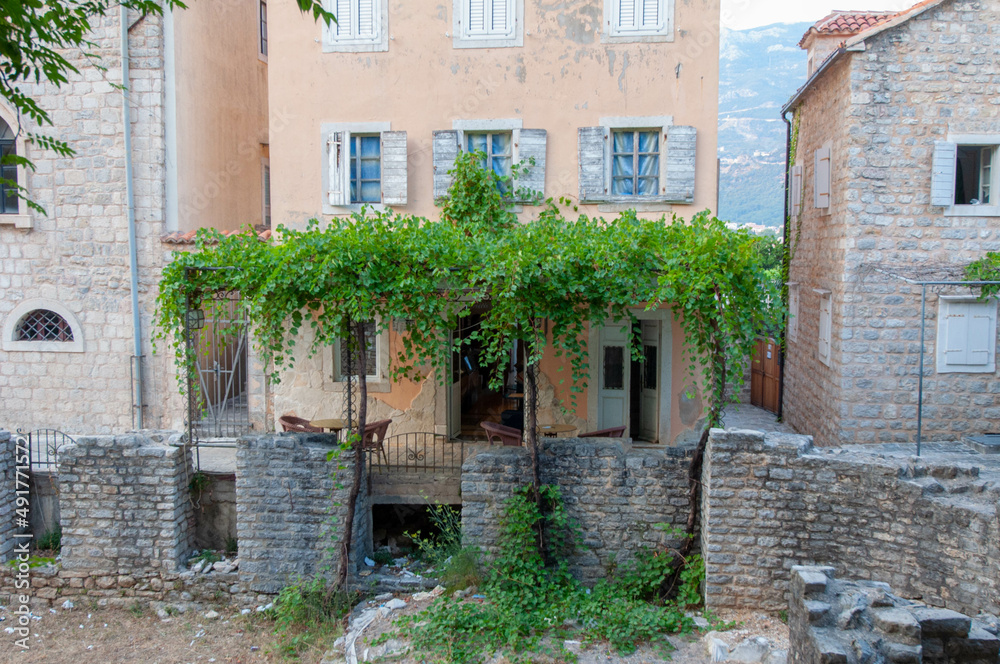 Fototapeta premium old house in the village overgrown with the vines
