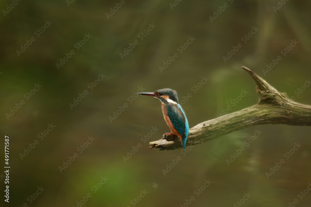 Obraz premium カワセミ