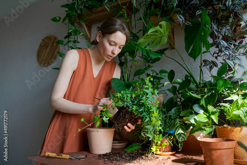 Woman working at home in home garden young flower plants in plantain. Woman's hands start a home plant. Transplanting into a new flower pot, the florist doing what he loves