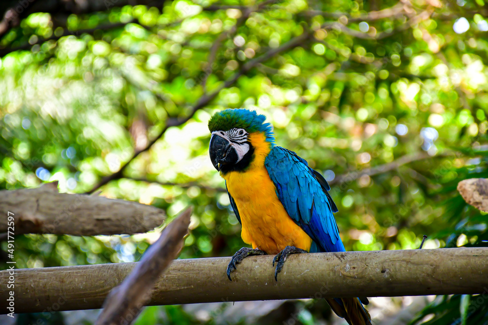 Colorful Macaw Parrot standing on branch with nature blurry background. Colorful Macaw Parrot standing on branch with nature blurry background.
