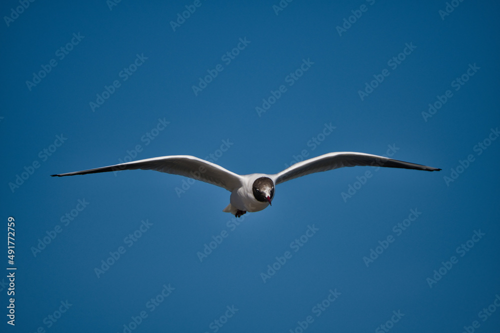 Close-up of a black-headed gull in flight Close-up of a black-headed gull in flight