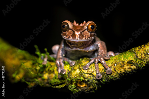 Triprion spinosus, also known as the spiny-headed tree frog, spiny-headed treefrog, spinyhead treefrog, coronated treefrog, and crowned hyla