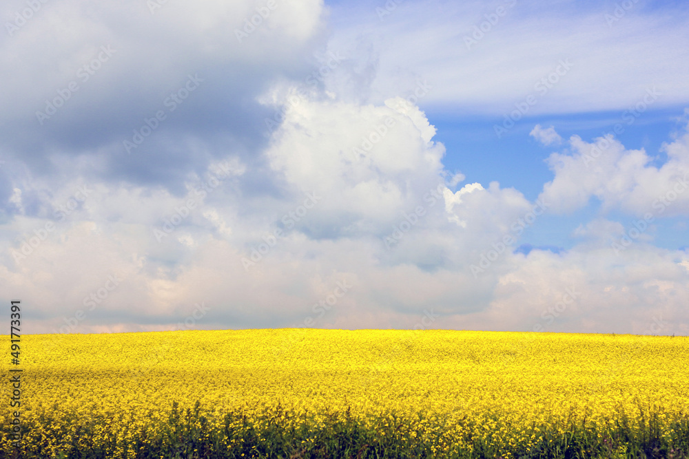 Yellow field of flowering rapeseed with cloudy blue sky - brassica napus - plant for green energy, medicine and oil industry Yellow field of flowering rapeseed with cloudy blue sky - brassica napus - plant for green energy, medicine and oil industry