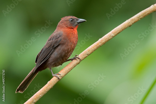 The red-throated ant tanager (Habia fuscicauda) is a medium-sized passerine bird. This species is a resident breeder on the Caribbean slopes from southeastern Mexico to eastern Panama.
