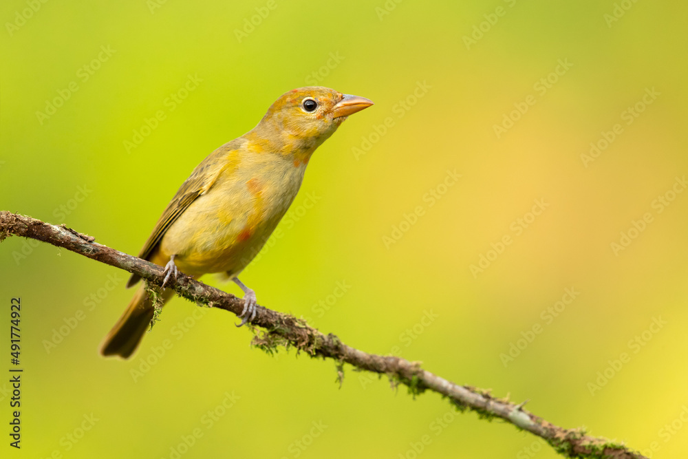 The summer tanager (Piranga rubra) is a medium-sized American songbird. Formerly placed in the tanager family (Thraupidae), it and other members of its genus are now classified in the cardinal family