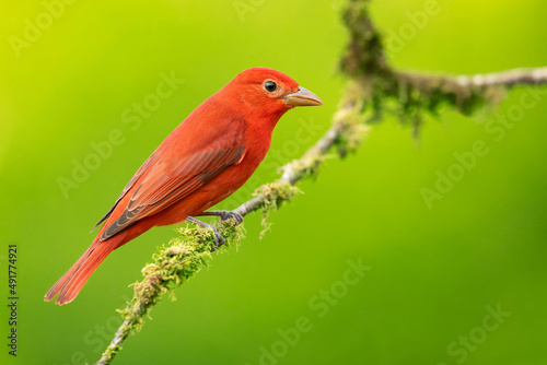 The summer tanager (Piranga rubra) is a medium-sized American songbird. Formerly placed in the tanager family (Thraupidae), it and other members of its genus are now classified in the cardinal family © Milan