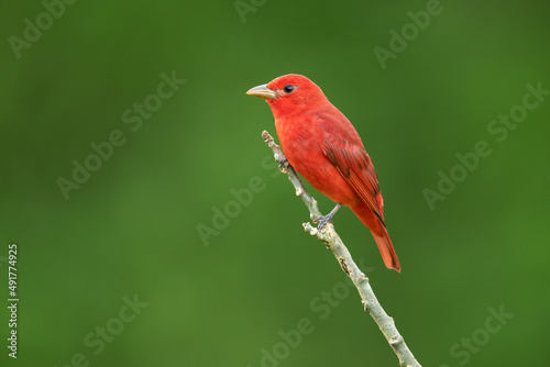The summer tanager (Piranga rubra) is a medium-sized American songbird. Formerly placed in the tanager family (Thraupidae), it and other members of its genus are now classified in the cardinal family photo