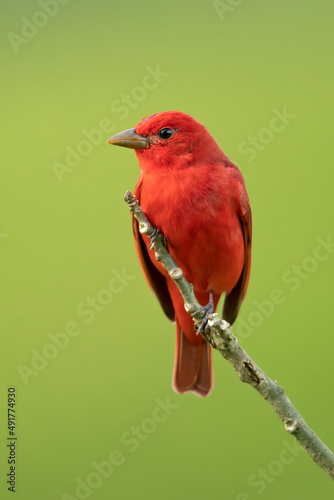 The summer tanager (Piranga rubra) is a medium-sized American songbird. Formerly placed in the tanager family (Thraupidae), it and other members of its genus are now classified in the cardinal family © Milan