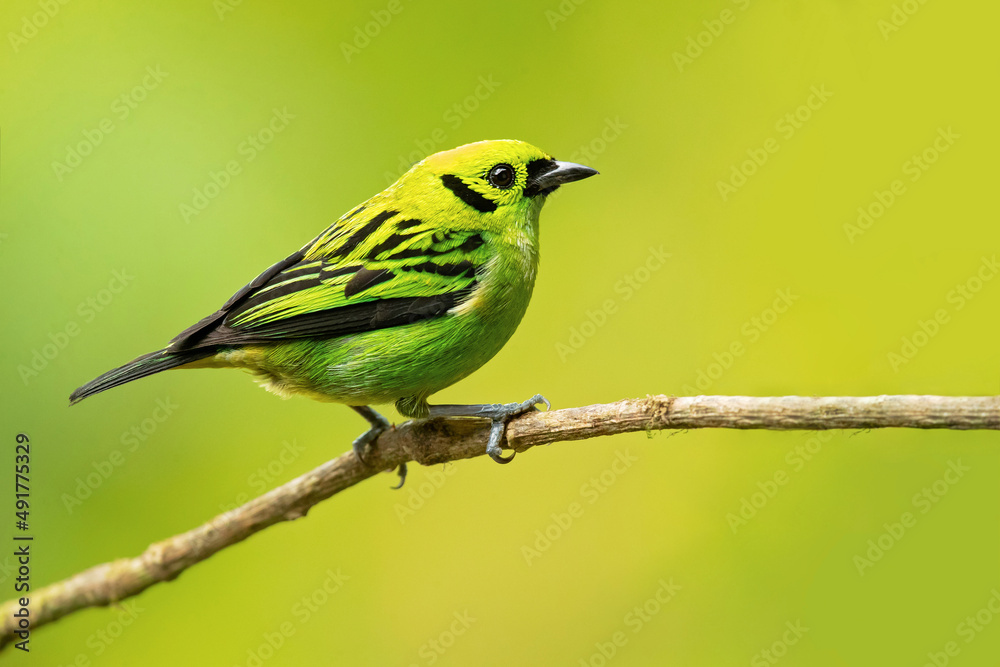 The emerald tanager (Tangara florida) is a species of bird in the tanager family Thraupidae. It is found in Colombia, Costa Rica, Ecuador, and Panama. The emerald tanager (Tangara florida) is a species of bird in the tanager family Thraupidae. It is found in Colombia, Costa Rica, Ecuador, and Panama.