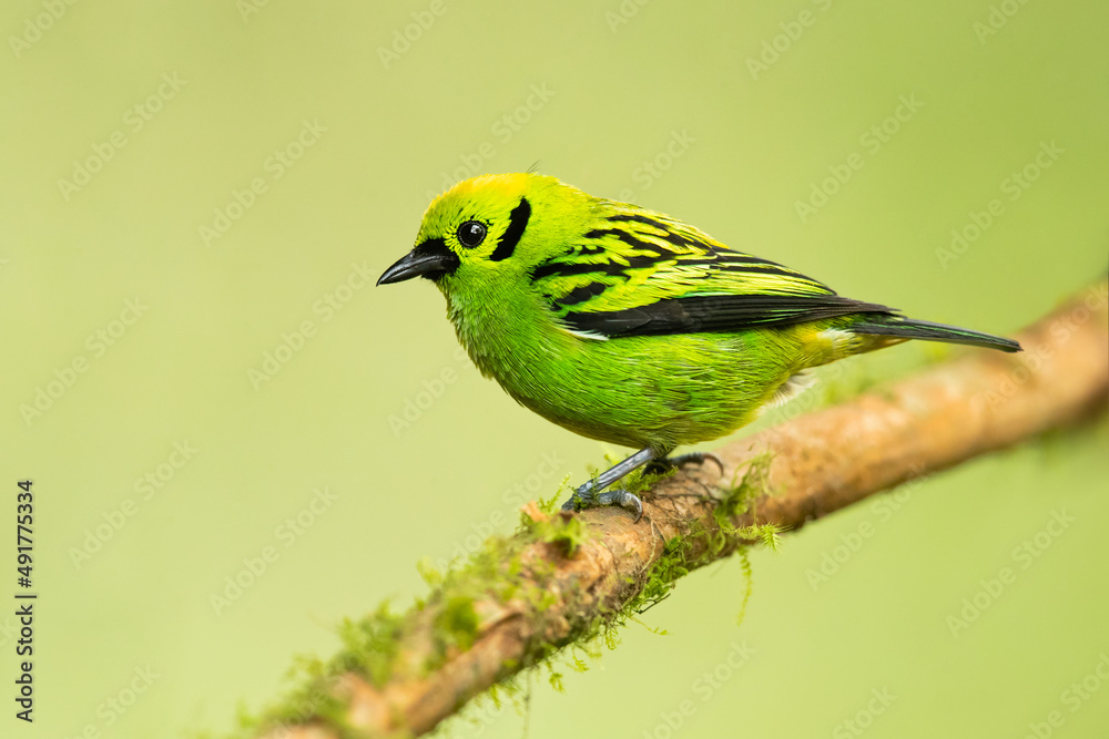 Fototapeta premium The emerald tanager (Tangara florida) is a species of bird in the tanager family Thraupidae. It is found in Colombia, Costa Rica, Ecuador, and Panama. 