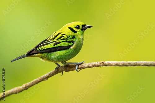 The emerald tanager (Tangara florida) is a species of bird in the tanager family Thraupidae. It is found in Colombia, Costa Rica, Ecuador, and Panama. 