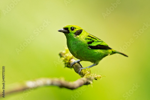 The emerald tanager (Tangara florida) is a species of bird in the tanager family Thraupidae. It is found in Colombia, Costa Rica, Ecuador, and Panama.  © Milan