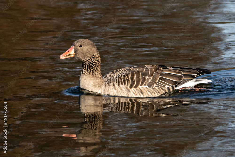 The greylag goose, Anser anser is a species of large goose The greylag goose, Anser anser is a species of large goose