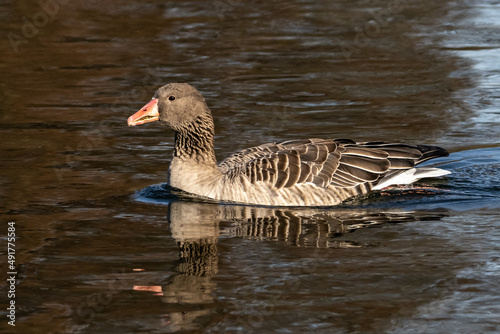 The greylag goose  Anser anser is a species of large goose