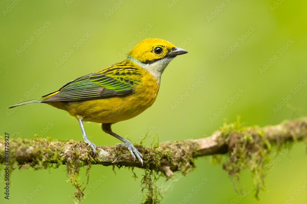 The silver-throated tanager (Tangara icterocephala) is a species of passerine bird in the tanager family Thraupidae. It is found in Costa Rica, Panama, Colombia, Ecuador
