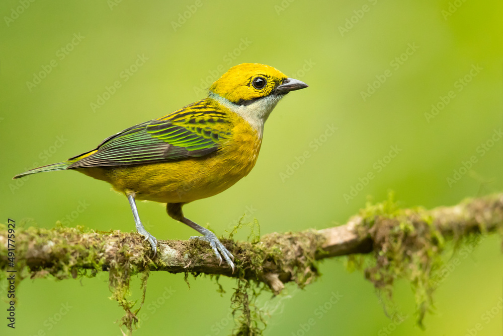 The silver-throated tanager (Tangara icterocephala) is a species of passerine bird in the tanager family Thraupidae. It is found in Costa Rica, Panama, Colombia, Ecuador The silver-throated tanager (Tangara icterocephala) is a species of passerine bird in the tanager family Thraupidae. It is found in Costa Rica, Panama, Colombia, Ecuador