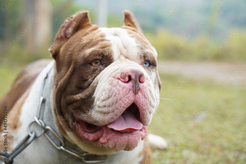 Happy male Merle pitbull have different eyes color in garden Happy male Merle pitbull have different eyes color in garden