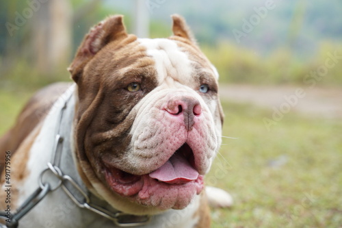 Happy male Merle pitbull have different eyes color in garden