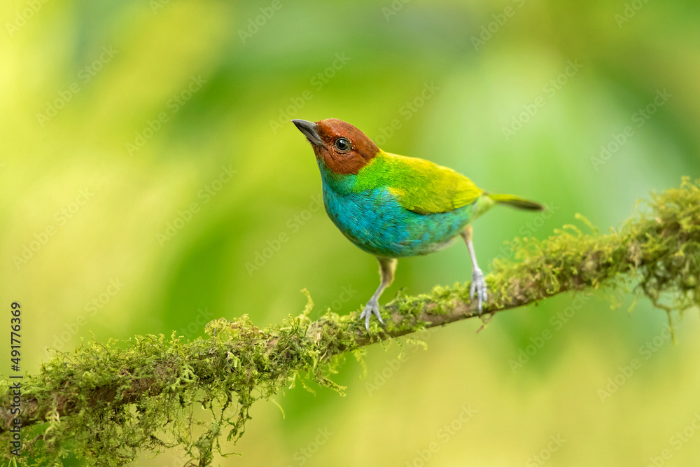 The bay-headed tanager (Tangara gyrola) is a medium-sized passerine bird. This tanager is a resident breeder in Costa Rica, Panama, South America south to Ecuador, Bolivia and southern Brazil The bay-headed tanager (Tangara gyrola) is a medium-sized passerine bird. This tanager is a resident breeder in Costa Rica, Panama, South America south to Ecuador, Bolivia and southern Brazil