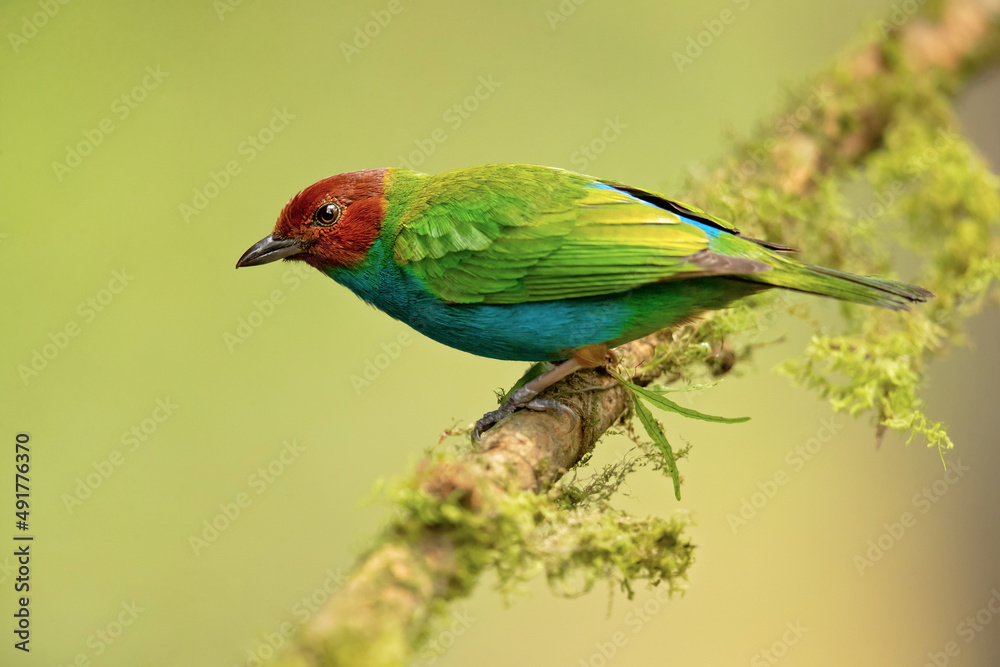 The bay-headed tanager (Tangara gyrola) is a medium-sized passerine bird. This tanager is a resident breeder in Costa Rica, Panama, South America south to Ecuador, Bolivia and southern Brazil The bay-headed tanager (Tangara gyrola) is a medium-sized passerine bird. This tanager is a resident breeder in Costa Rica, Panama, South America south to Ecuador, Bolivia and southern Brazil