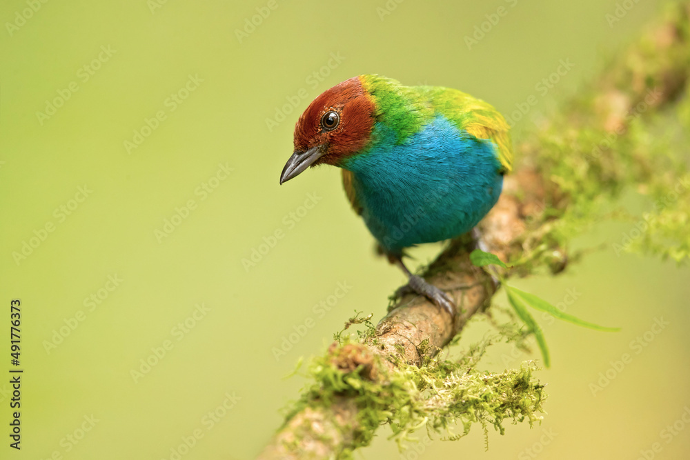 Fototapeta premium The bay-headed tanager (Tangara gyrola) is a medium-sized passerine bird. This tanager is a resident breeder in Costa Rica, Panama, South America south to Ecuador, Bolivia and southern Brazil