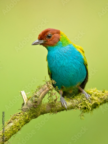The bay-headed tanager (Tangara gyrola) is a medium-sized passerine bird. This tanager is a resident breeder in Costa Rica, Panama, South America south to Ecuador, Bolivia and southern Brazil