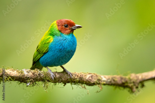 The bay-headed tanager (Tangara gyrola) is a medium-sized passerine bird. This tanager is a resident breeder in Costa Rica, Panama, South America south to Ecuador, Bolivia and southern Brazil