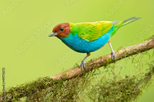 The bay-headed tanager (Tangara gyrola) is a medium-sized passerine bird. This tanager is a resident breeder in Costa Rica, Panama, South America south to Ecuador, Bolivia and southern Brazil © Milan
