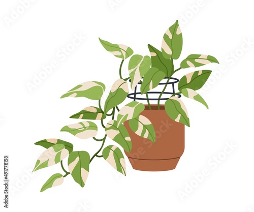 Scindapsus, potted house plant with leaf variegation. Houseplant with bicolor variegated foliage. Devil s ivy, natural green home decor. Flat vector illustration isolated on white background
