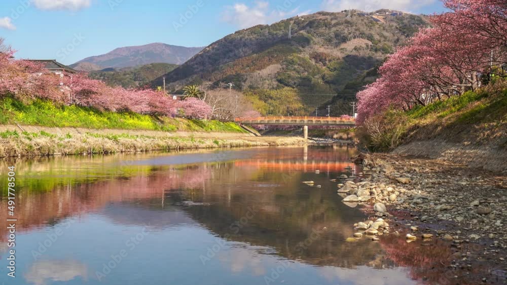 ≪静岡県・賀茂郡・河津町≫桜の名所、河津川の桜並木 【Famous cherry blossom viewing spots in Shizuoka Prefecture, Japan】 ≪静岡県・賀茂郡・河津町≫桜の名所、河津川の桜並木 【Famous cherry blossom viewing spots in Shizuoka Prefecture, Japan】